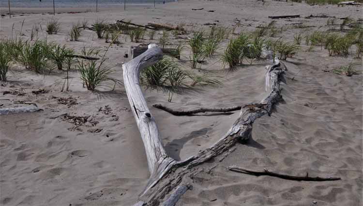driftwood